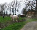 6de Nonkelfransrit 21-4-2013 (223)